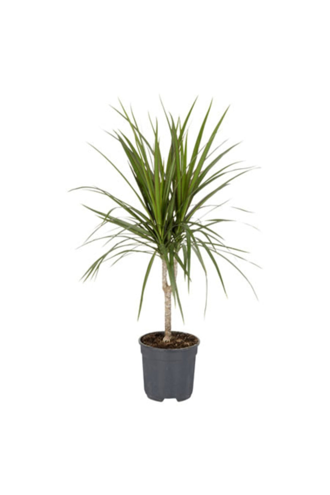 Dracaena Marginata Small