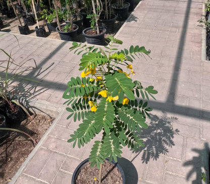 Cassia Glauca