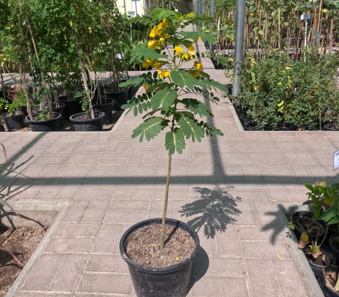 Cassia Glauca