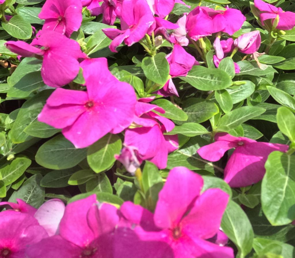 Vinca Rose Pink