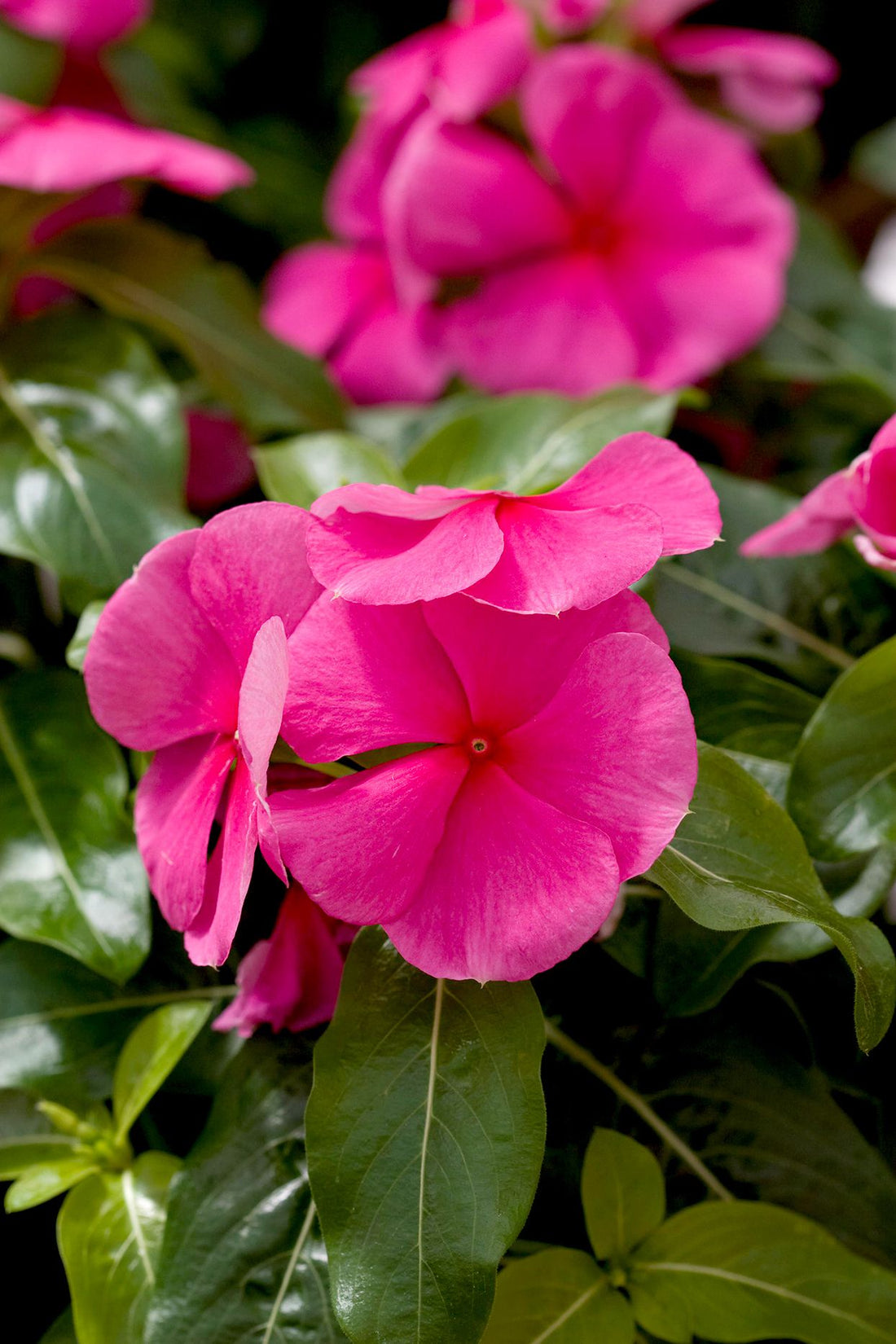 Vinca Rose Pink