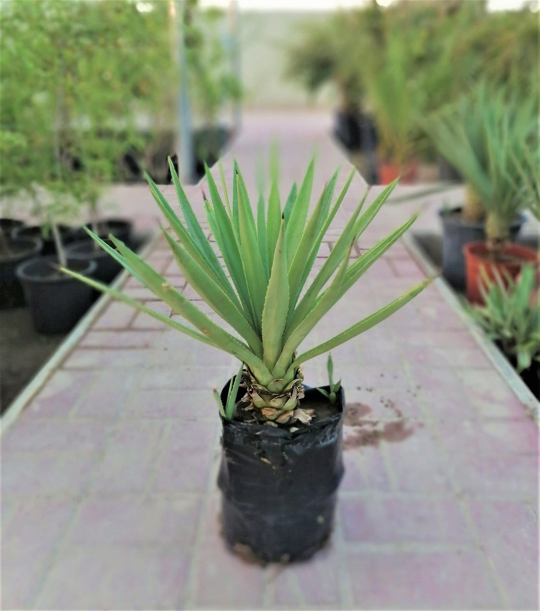 Agave (Small)