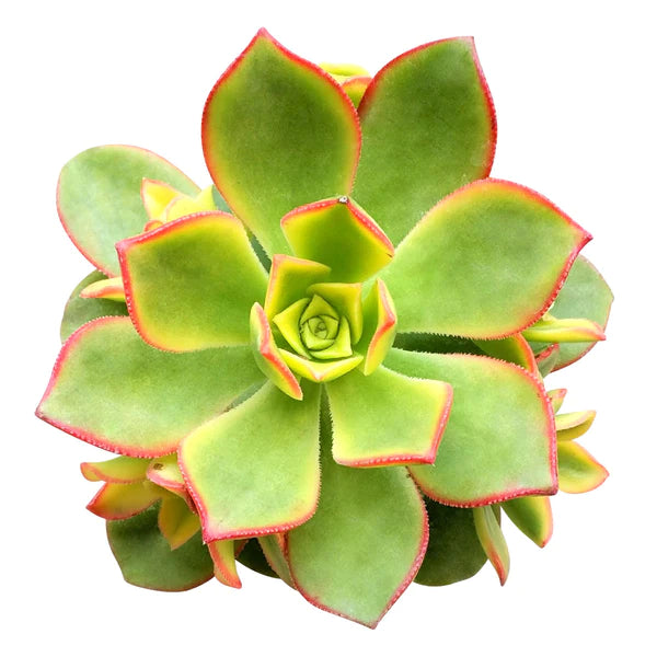 Aeonium Kiwi (Succulent) 5.5 cm