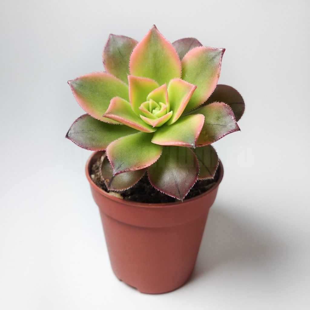 Aeonium Kiwi (Succulent) 5.5 cm