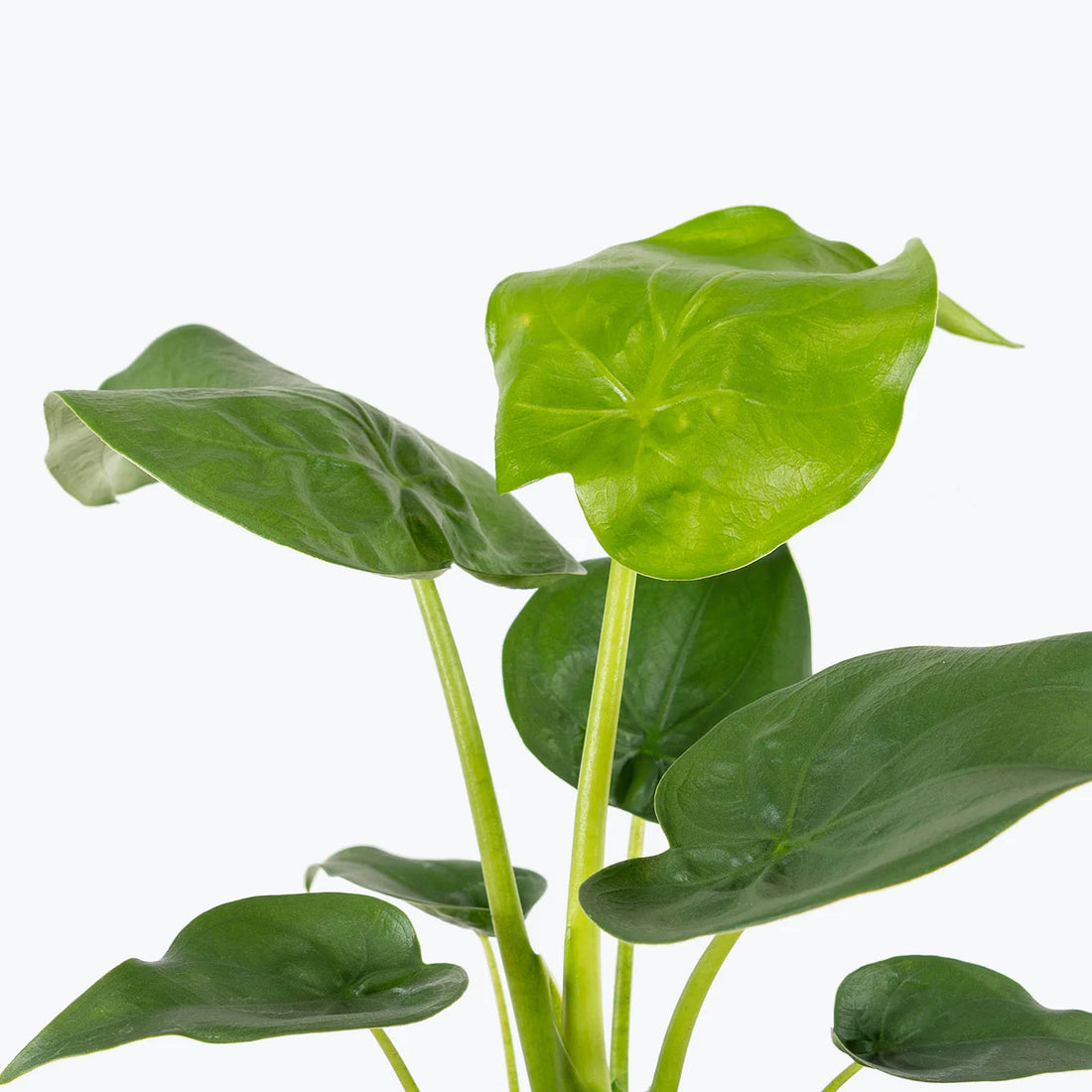 Alocasia Cucullata 40 cm