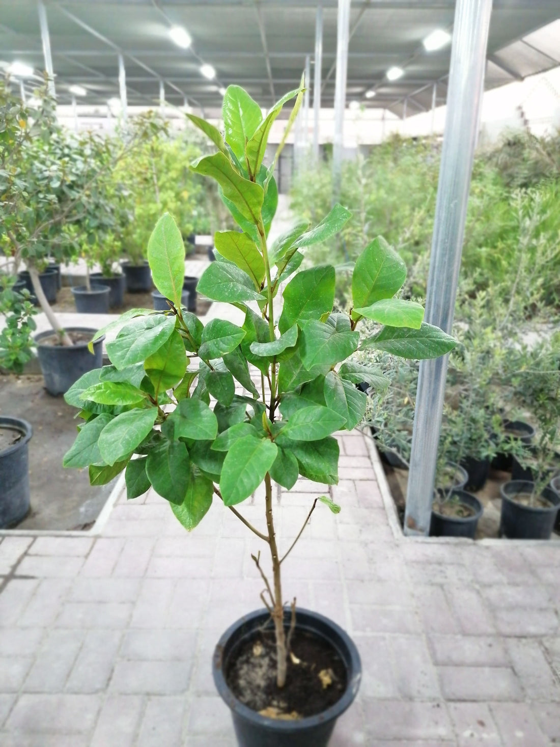 Almond Sapling 100cm