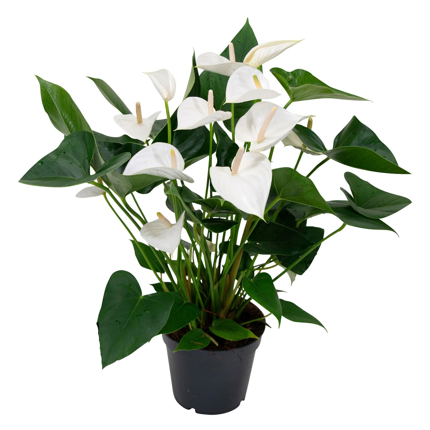 Anthurium Picasso White Glitter