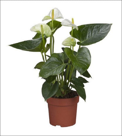 Anthurium Picasso White Glitter