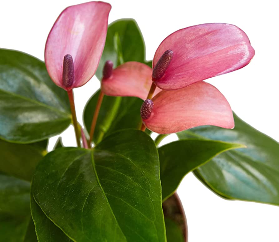 Anthurium Picasso Baby Purple