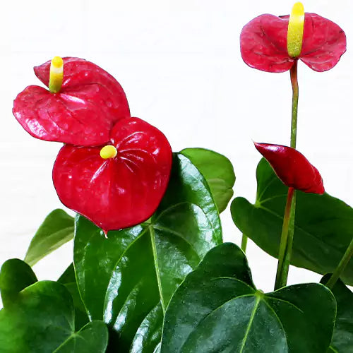 Anthurium Piccaso (small)