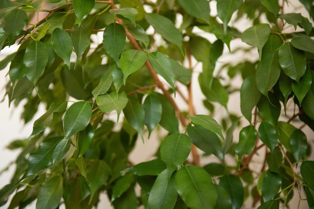 Ficus Benjamina Exotica