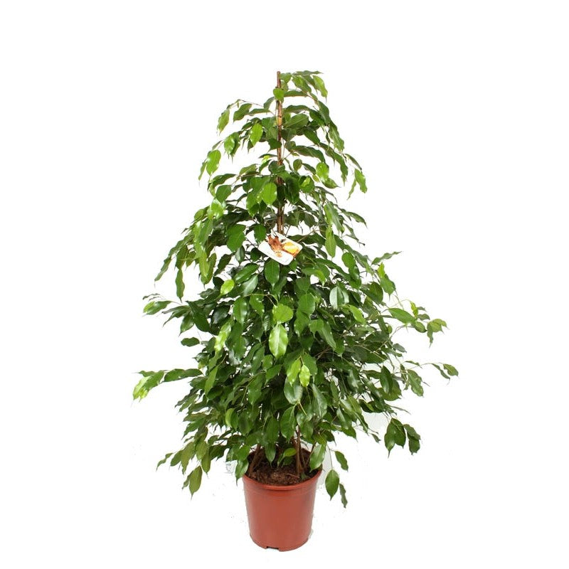 Ficus Benjamina Exotica