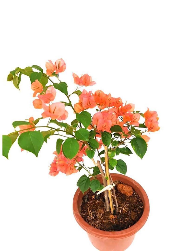 Bougainvillea Bush Orange