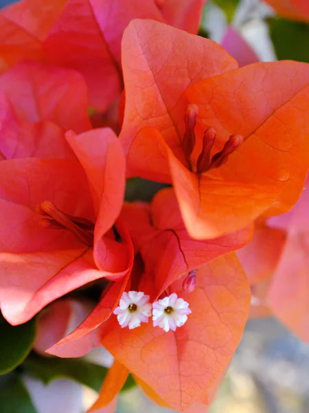 Bougainvillea Bush Orange