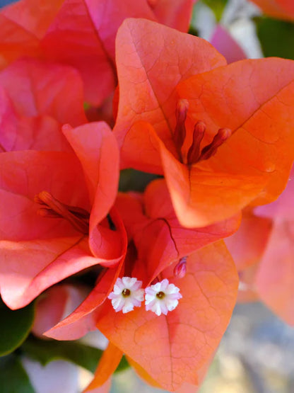 Bougainvillea Bush Orange