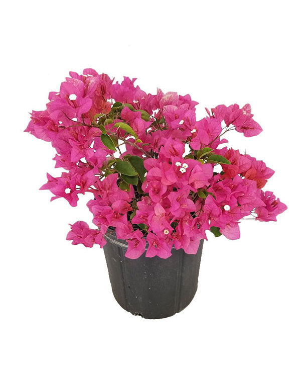 Bougainvillea Bush Pink