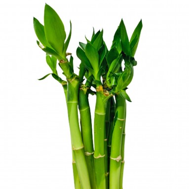 Dracaena Lucky Bamboo Straight