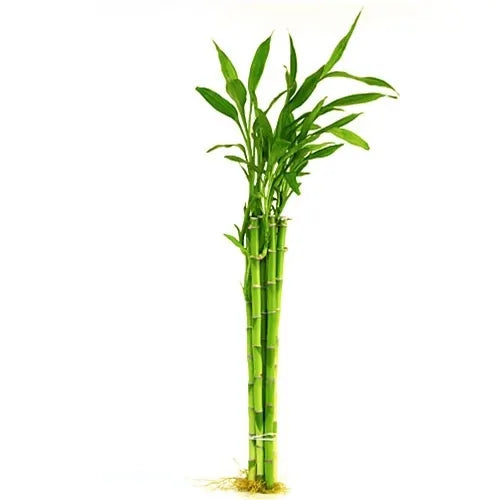 Dracaena Lucky Bamboo Straight