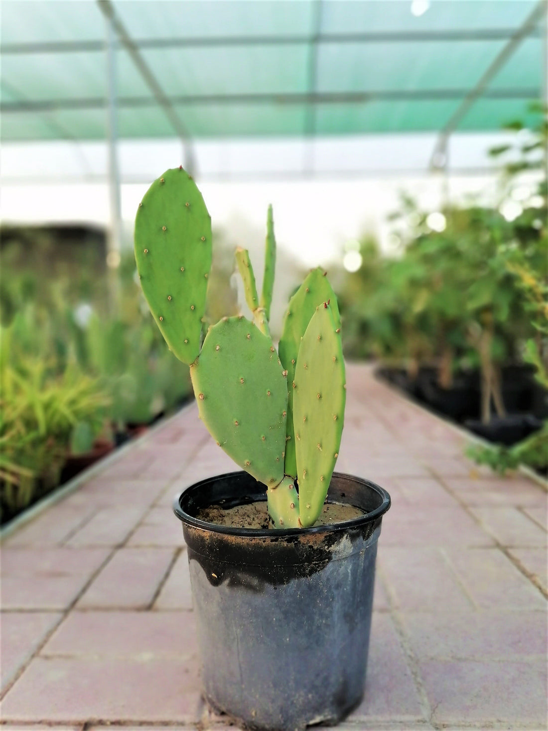 Cactus outdoor (Small)