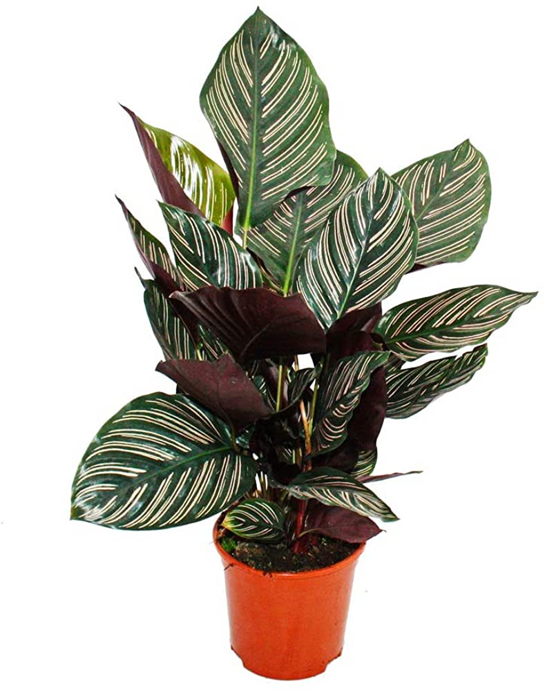 Calathea Ornata (Pinstripe calathea)