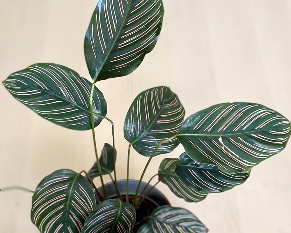 Calathea Ornata (Pinstripe calathea)