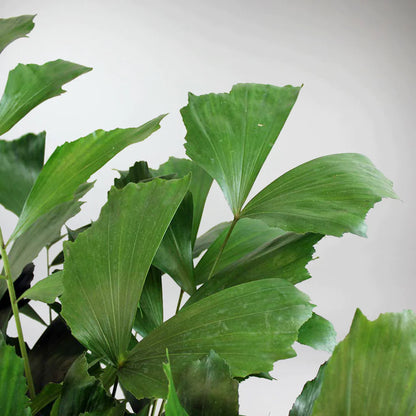 Caryota Mitis (Fishtail Palm)