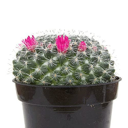 cactus Mammillaria Bloei Ernestii 5.5 cm