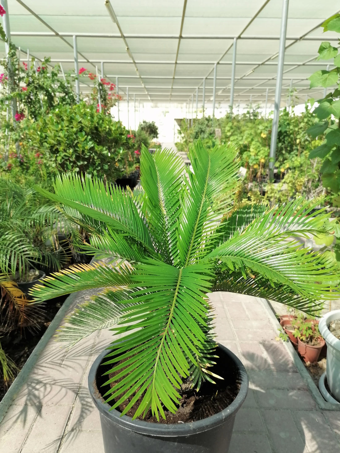 Cycas Large