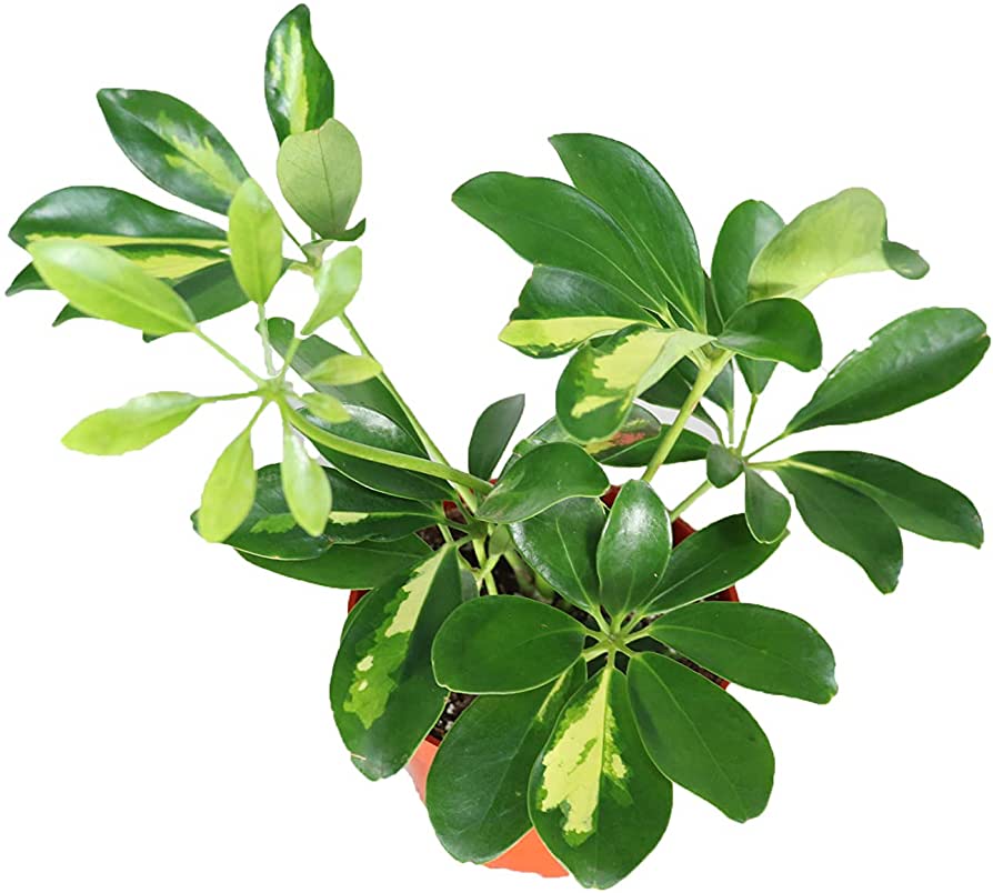 Schefflera Gold Capella (Medium)