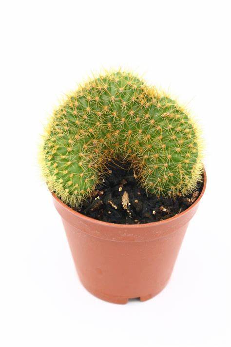 Cactus Hildewint Aureispina Branched 5.5 cm