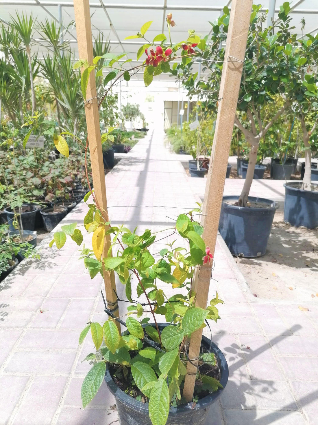 Combretum Indicum (Rangoon Creeper/ Jasminum Hindi)