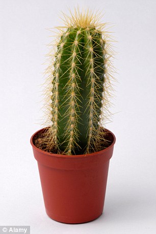 Cactus Lobivia Shaferii 5,5 cm