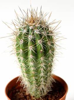 Cactus Lobivia Shaferii 5,5 cm