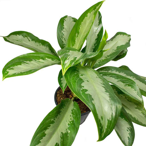 Aglaonema Cleopatra