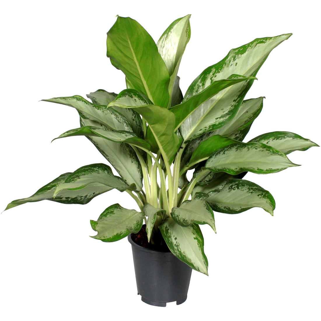 Aglaonema Cleopatra