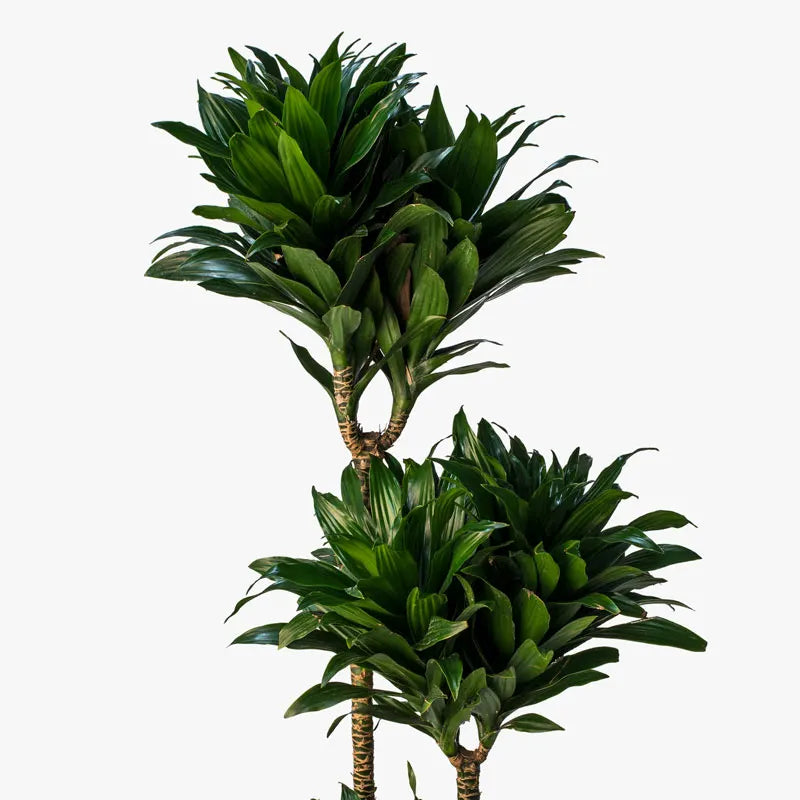 Dracaena Compacta Kopstek 3 levels