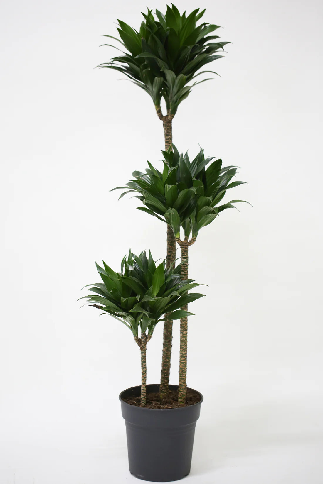 Dracaena Compacta Kopstek 3 levels