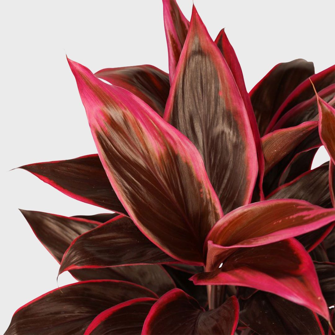 Cordyline Frut Mambo