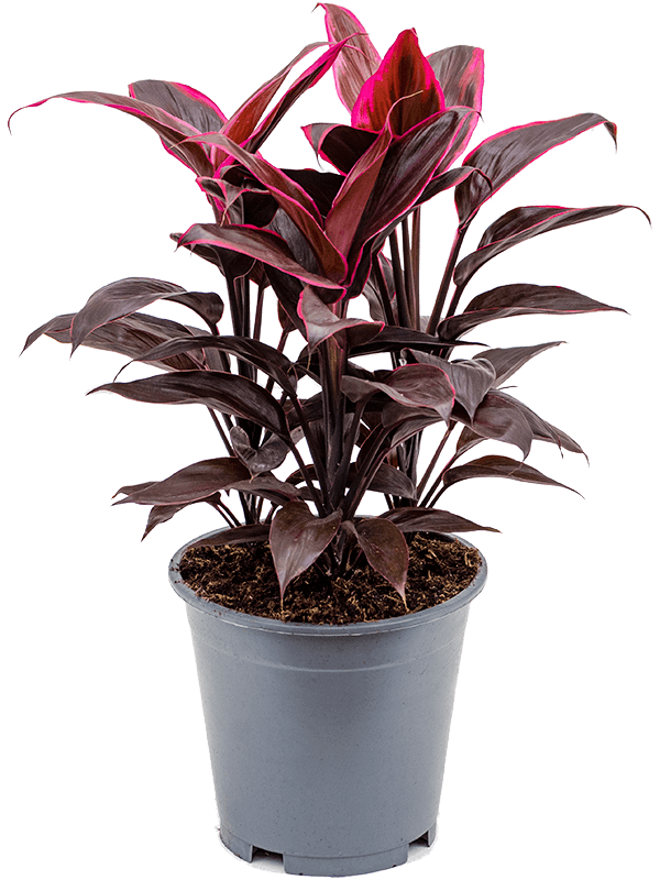Cordyline Frut Mambo