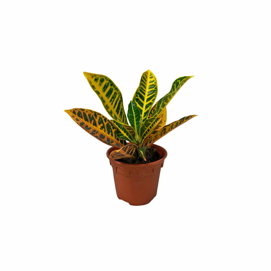 Codiaeum Variegatum &