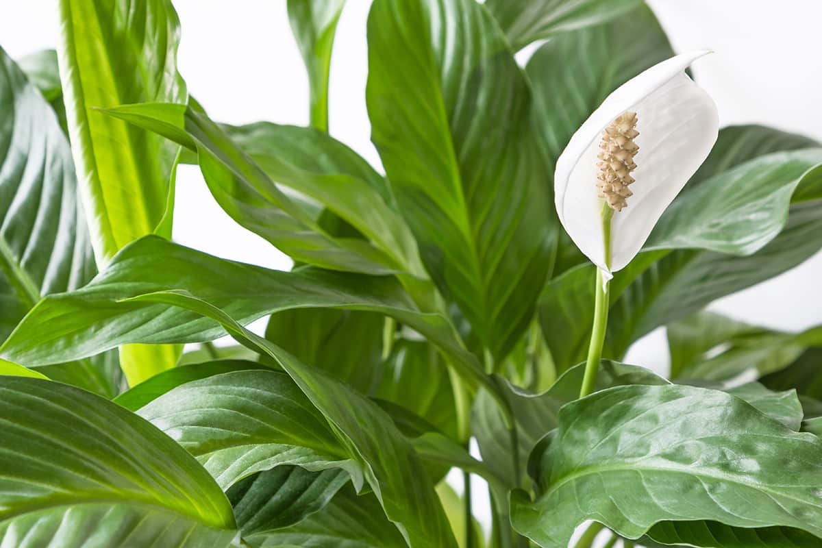 Spathiphyllum Cupido  70 cm