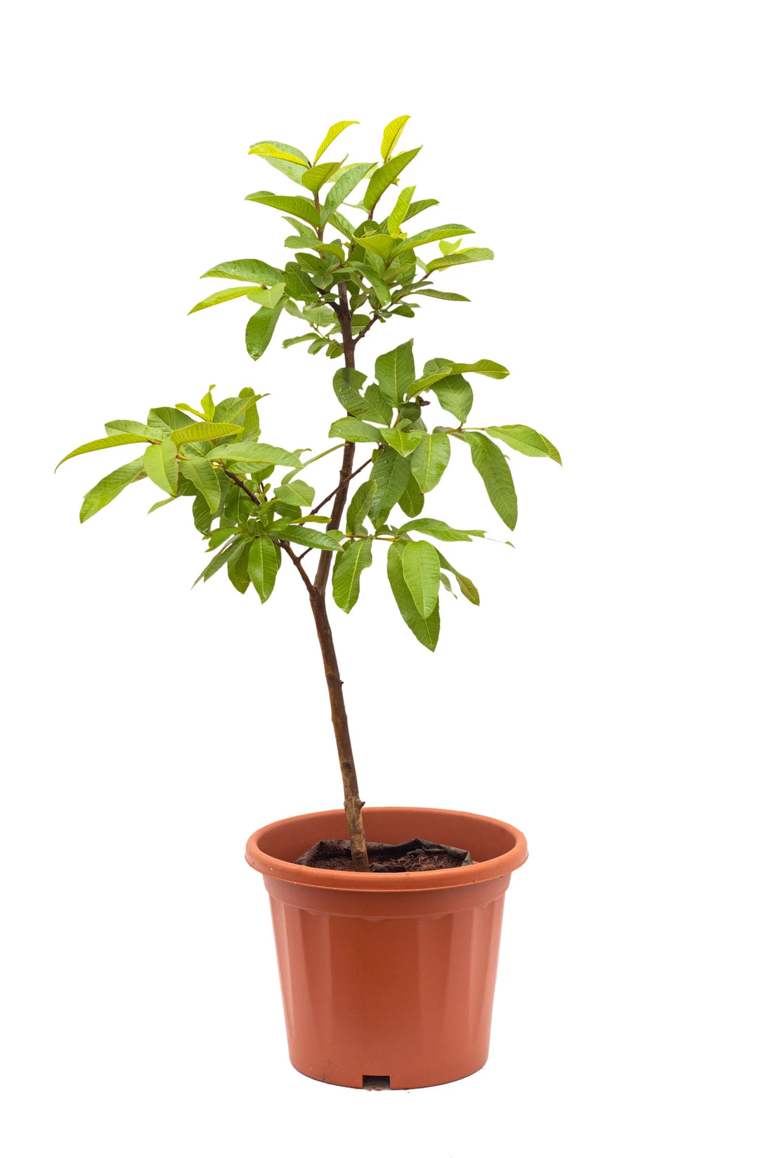Guava tree