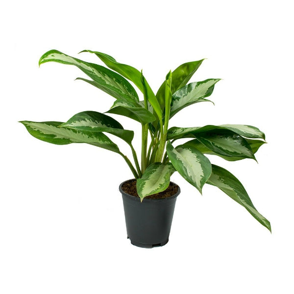 Aglaonema Diamond Bay 45cm