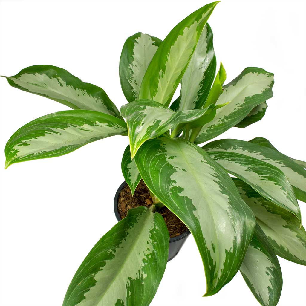 Aglaonema Diamond Bay 45cm