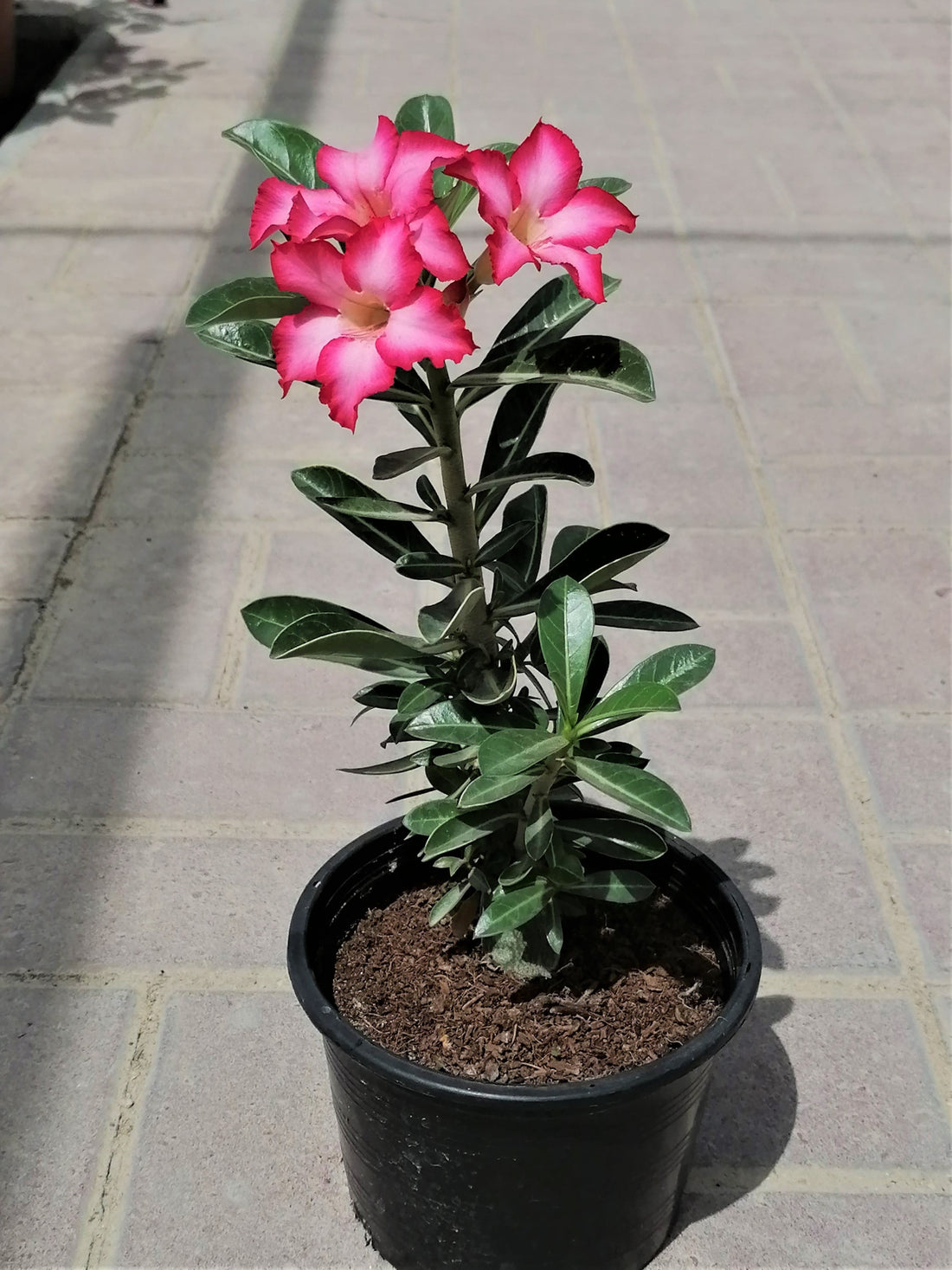 Adenium (Desert rose)