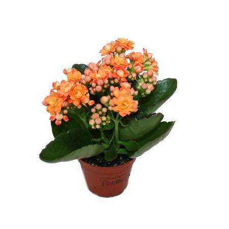 Kalanchoe Don Justino