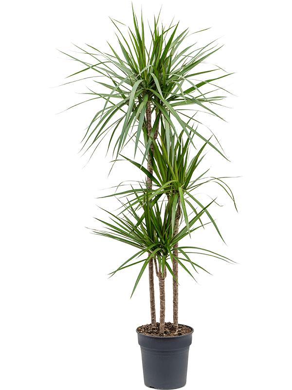 Dracaena Marginata 3pp