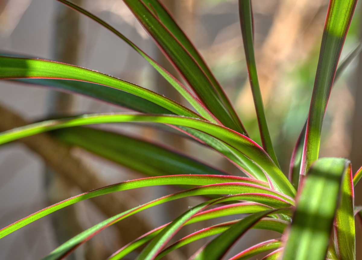 Dracaena Marginata 3pp