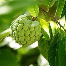 Sweetsop Tree 25 cm