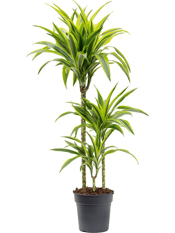 Dracaena lemon lime 90-60-30